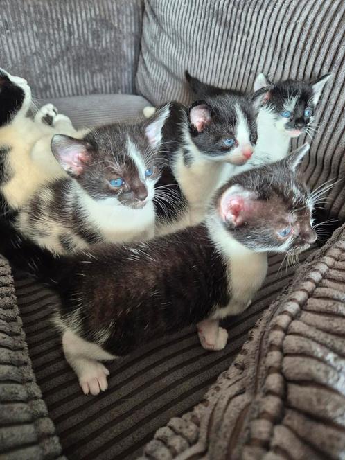 4 super lieve kittens te koop, Dieren en Toebehoren, Katten en Kittens | Overige Katten, Kortharig, Meerdere dieren, 0 tot 2 jaar