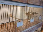 Zebravinken diverse kleuren, Dieren en Toebehoren, Vogels | Overige Vogels, Meerdere dieren