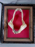 Grote kaak met tanden van Haai, haaientanden, Verzamelen, Ophalen of Verzenden, Beeldje of Figuurtje