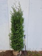Conifeer Brabant 225-250 cm - Thuja occidentalis Brabant, Ophalen, Conifeer, Haag, 100 tot 250 cm