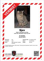 Kater vermist omgeving Borculo, Kat