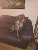 Wie gunt  deze lieve Presa Canario pup een liefdevol thuis., Dieren en Toebehoren, Rabiës (hondsdolheid), 15 weken tot 1 jaar