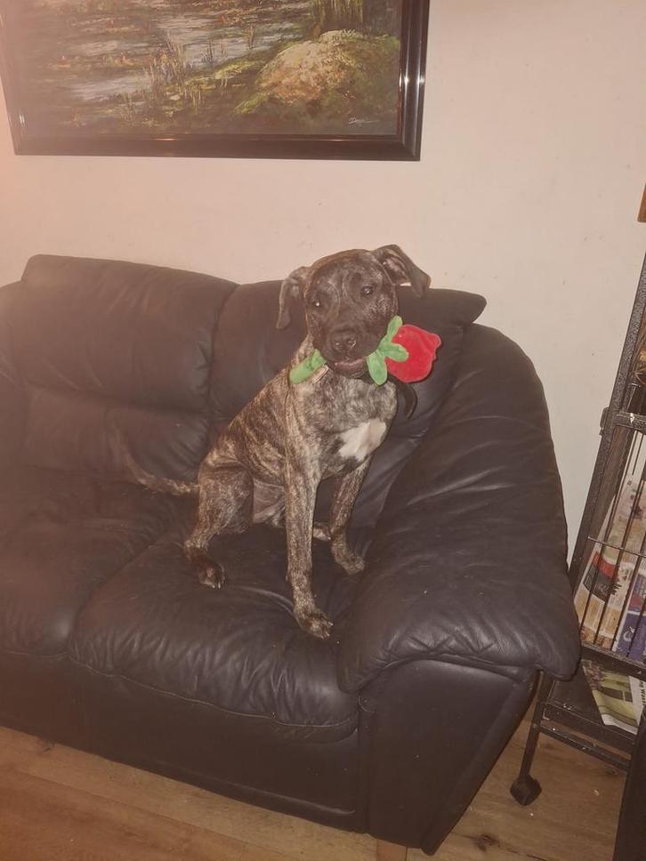 Wie gunt  deze lieve Presa Canario pup een liefdevol thuis., Dieren en Toebehoren, Honden | Bulldogs, Pinschers en Molossers, Teef