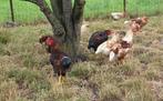 Jonge scharrelkippen te koop, Dieren en Toebehoren, Pluimvee, Meerdere dieren, Kip