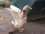 Saksische loopeend woerd, Dieren en Toebehoren, Pluimvee, Mannelijk, Eend