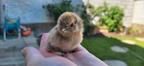Broedeieren zijdehoen kriel, zijdehoender kriel broedeitjes, Dieren en Toebehoren, Pluimvee, Kip, Geslacht onbekend