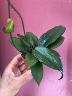 Hoya erythrina, Verzenden, Overige soorten, Minder dan 100 cm