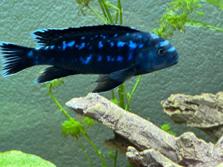 Volwassen Malawi cichlide (Mbuna) – blauw/zwart, Dieren en Toebehoren, Vissen | Aquariumvissen, Zoetwatervis, Vis