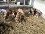 Bonte bentheimer varkens van 3 mnd oud €.160,-, Dieren en Toebehoren, Meerdere dieren, Varken, 0 tot 2 jaar