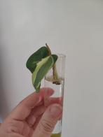 Philodendron cream splash stek, Huis en Inrichting, Kamerplanten, Ophalen, Overige soorten, Minder dan 100 cm