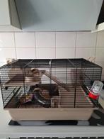 HAMSTERKOOI, Dieren en Toebehoren
