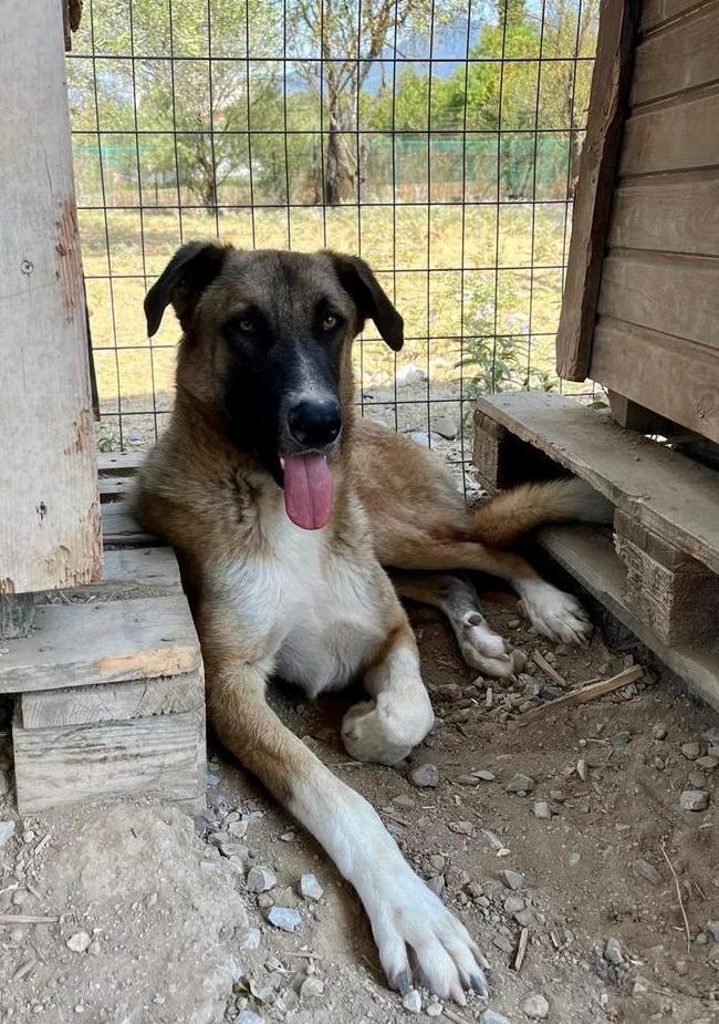 Ontmoet Phoenix – De Wedergeboorte van Hoop, Dieren en Toebehoren, Honden | Niet-rashonden, Middel, Reu, Particulier, Eén hond
