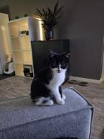 Kitten kruising Britse langhaar met Cyperse korthaar, Dieren en Toebehoren, Katten en Kittens | Overige Katten, Poes, Langharig