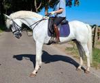 Superbrave 18 jr kwpn ruin 1,65(leer-recreatie-manege paard), Gechipt, B, Ruin, 160 tot 165 cm