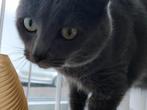 Lieve poes, 3 jaar kruising, Dieren en Toebehoren, Katten en Kittens | Raskatten | Korthaar, Poes