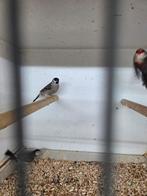 3 mooie tropen 35 euro, Dieren en Toebehoren, Vogels | Overige Vogels, Meerdere dieren