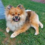 Pomeriaan Dekreu, Dieren en Toebehoren, Rabiës (hondsdolheid), Reu, 1 tot 2 jaar, Eén hond