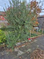 Twee grote olijfbomen te koop, Tuin en Terras, Planten | Bomen, Ophalen