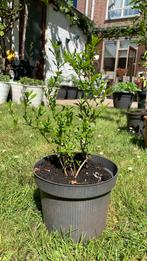 granaatappelboom, Ophalen, Minder dan 100 cm, In pot