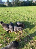 te koop mooie jack russel pups, Dieren en Toebehoren, Honden | Jack Russells en Terriërs, Rabiës (hondsdolheid), Jack Russell Terriër