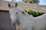 Getalenteerde AQHA / Quarter Horse Smokey Cream, Dieren en Toebehoren, Paarden, Minder dan 160 cm, Gechipt, Niet van toepassing