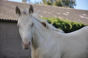 Getalenteerde AQHA / Quarter Horse Smokey Cream beschikbaar voor biedingen