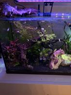 Guppies mannetje en vrouwtjes, Dieren en Toebehoren, Ophalen, Gevuld zoetwateraquarium