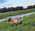 Raszuivere Shropshire ooi, Dieren en Toebehoren, Schapen, Geiten en Varkens, Vrouwelijk, Schaap