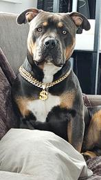 Dekreu aangeboden, Rabiës (hondsdolheid), Reu, 1 tot 2 jaar, Eén hond