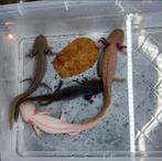 4 axolotls, evt inclusief alle toebehoren., Dieren en Toebehoren, 0 tot 2 jaar, Tam, Amfibie