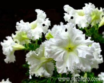 Petunia Show Queen beschikbaar voor biedingen