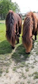 2 lieve shetlandponys, Dieren en Toebehoren, Pony's, Merrie, Gechipt, 3 tot 6 jaar