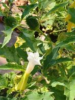 Doornappel wit, Ophalen of Verzenden, Voorjaar, Volle zon, Zaad