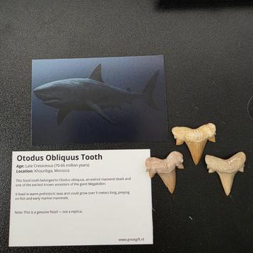 Fossiele haaien tanden in Display beschikbaar voor biedingen