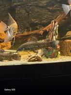 Mooie meerval 2x, Vis, Zoetwatervis