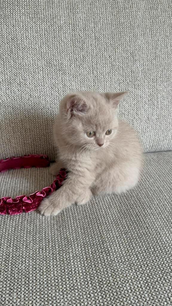 Britse Korthaar, Dieren en Toebehoren, Katten en Kittens | Raskatten | Langhaar, Poes, Ontwormd