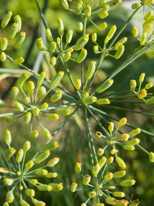 Bladvenkel, Foeniculum Vulgare. Gele bloemen kruiden Zaden, Tuin en Terras, Bloembollen en Zaden, Zaad, Voorjaar, Volle zon, Ophalen of Verzenden