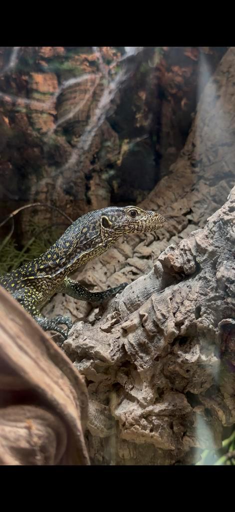 Varanus Doreanus 0.0.1