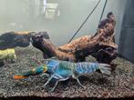Cherax kreeft gratis af te halen ivm verhuizing, Dieren en Toebehoren, Vissen | Aquariumvissen, Vis, Zoetwatervis