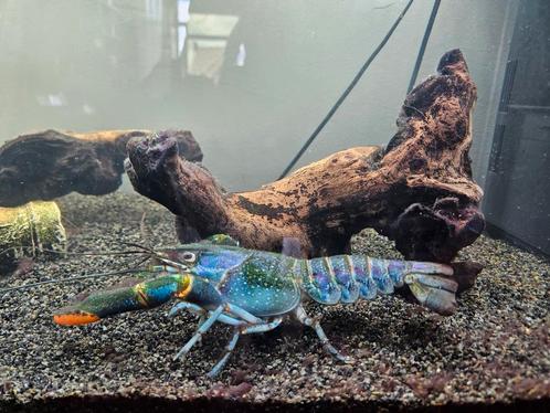 Cherax kreeft gratis af te halen ivm verhuizing, Dieren en Toebehoren, Vissen | Aquariumvissen, Zoetwatervis, Vis