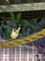 6 Japanse meeuwtjes 2024-2025, Dieren en Toebehoren, Vogels | Overige Vogels, Meerdere dieren