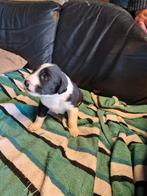 Prachtige alabai pups, Dieren en Toebehoren, Overige rassen, Meerdere, Meerdere dieren, Nederland