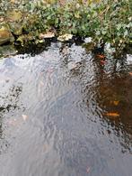Gratis vijvervissen op te halen, Dieren en Toebehoren, Karper of Koi