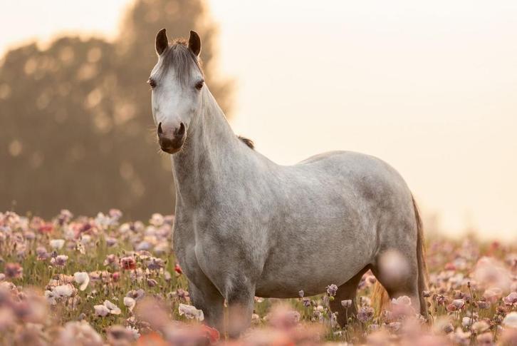 Lieve kinderpony, Dieren en Toebehoren, Pony's, Merrie, L, B pony (1.17m tot 1.27m), 7 tot 10 jaar, Met stamboom, Gechipt, Ontwormd