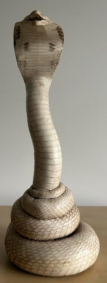 Taxidermie - opgezette zeldzame witte COBRA slang reptiel beschikbaar voor biedingen