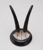 Antieke GEMS hoorns / gewei op rond schild - rond 1920 (# D), Ophalen of Verzenden, Gebruikt, Wild dier, Gewei of Kop