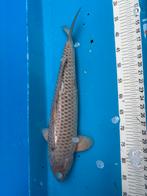 Diverse koi te koop tot 55 cm!, Dieren en Toebehoren, Karper of Koi
