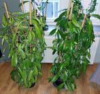 Hoya pubicalyx 'Pink Silver', Ophalen, 100 tot 150 cm, Overige soorten, Halfschaduw