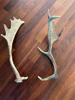 Damhert Geweien - Set van 2, Ophalen, Gebruikt