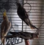 Koppel valkparkieten, Dieren en Toebehoren, Meerdere dieren, Parkiet